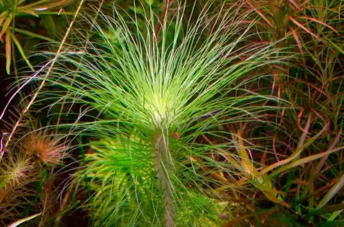 Еріокаулон сетасеум або Еріокаулон щетинолистий (Eriocaulon setaceum)