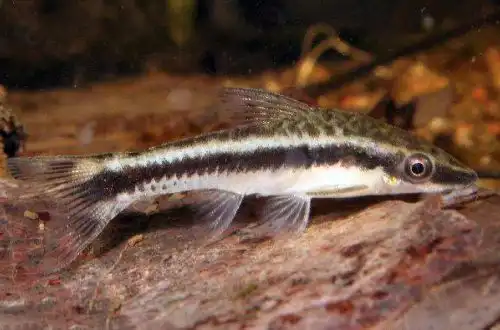 Отоцинклюс широкосмуговий (Otocinclus vittatus)