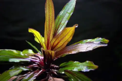 Уругвайський Ехінодорус (Echinodorus uruguayensis)