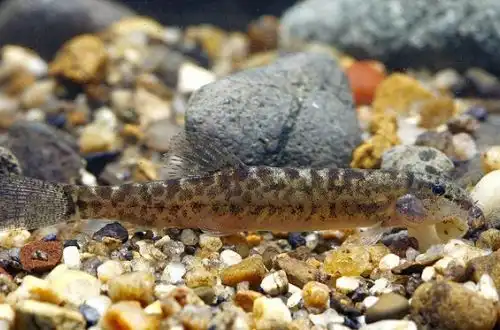 Голець-кранос (Lepidocephalichthys kranos)