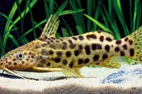 Синодонтіс Водний Лоті (Synodontis waterloti)