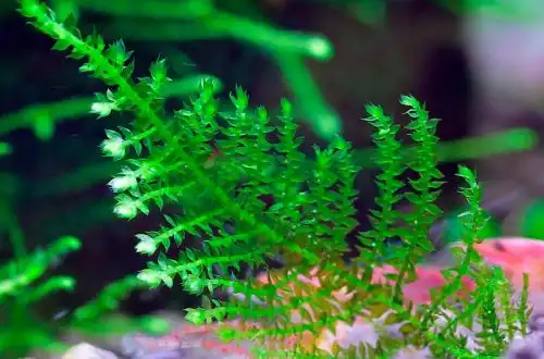 Трикутний мох (Vesicularia sp. Triangelmoos)