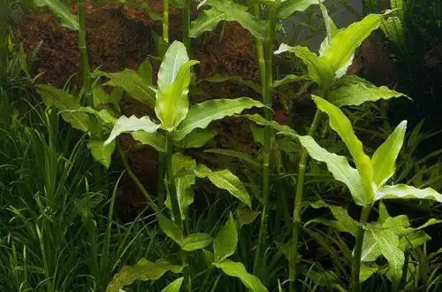 Флоскопа сканденс (Floscopa cf. Scandens)