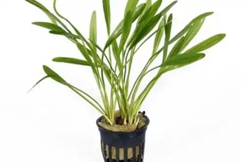 Ехінодорус декумбенс (Echinodorus decumbens)