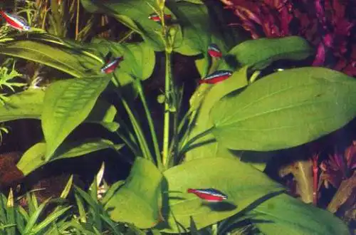 Ехінодорус горизонтальний (Echinodorus horizontalis)