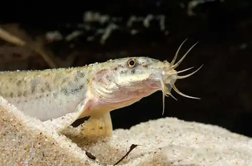 Амурський в'юн (Misgurnus anguillicaudatus)
