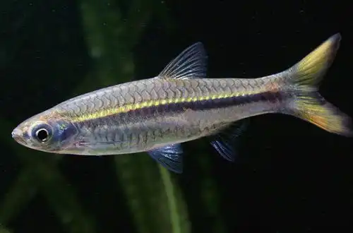 Розбору Дусон (Rasbora