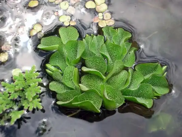Сальвінія вухаста (Salvinia auriculata)