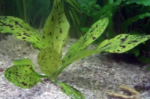 Ехінодорус крапчастий (Echinodorus maculatus "Leopard")