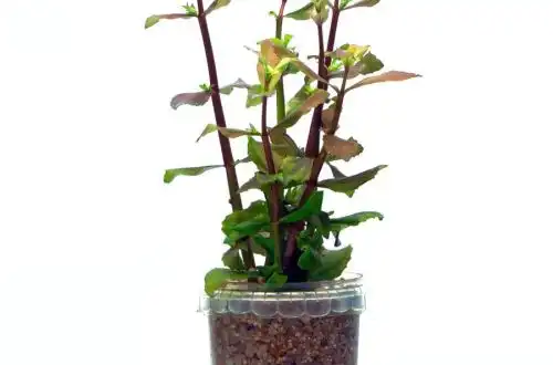 Авран віргінський (Gratiola virginiana)