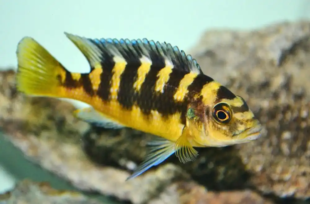 Псевдотрофеус Крабро або Цихліда-хамелеон (Pseudotropheus crabro)
