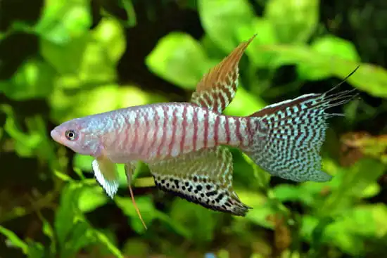 Птеролебіас зонатус (Pterolebias zonatus)