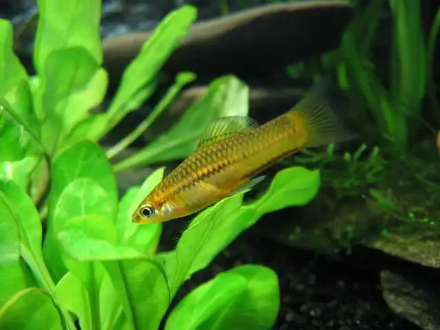 Міченосець пігмей (Xiphophorus