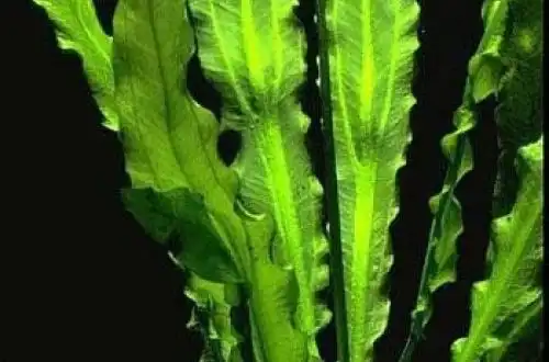 Ехінодорус великий (Echinodorus major)