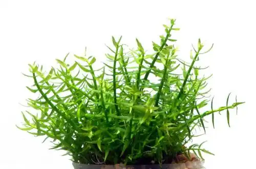Гратіолу вісцидулу (Gratiola viscidula)