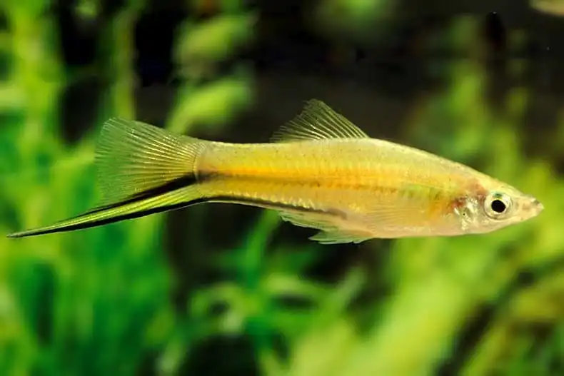 Золотий мечоносець (Xiphophorus