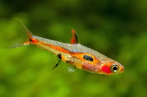 Розбору Мерах (Boraras merah)