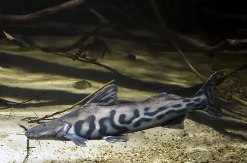 Золотий зебровий сом (Brachyplatystoma juruense)