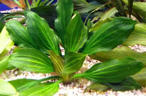 Ехінодорус темний (Echinodorus opacus)