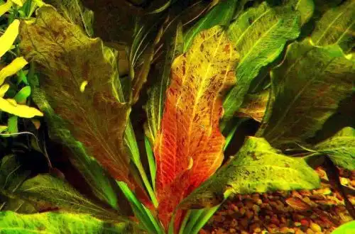 Ехінодорус оцелот (Echinodorus ozelot)
