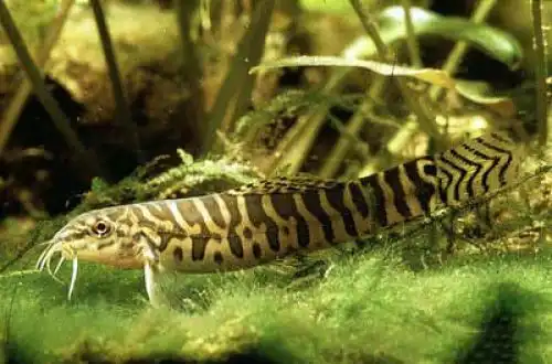 Акантокобіс урофтальмус (Acanthocobitis urophthalmus)
