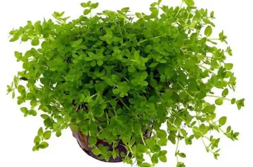 Хеміантус мікронтемоїдес (Hemianthus glomeratus)