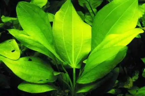 Ехінодорус серцелистий (Echinodorus cordifolius)