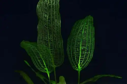 Апоногетон мадагаскарський (Aponogeton madagascariensis)