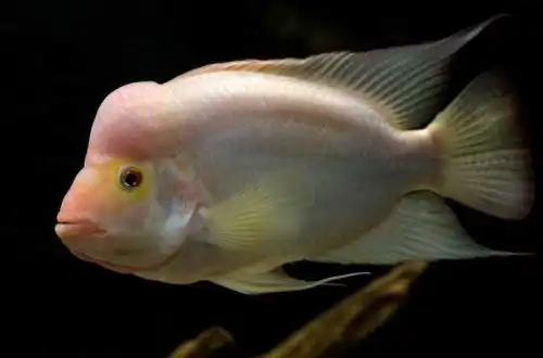 Цихліда Мідас або Цихлазома цитронова (Amphilophus citrinellus)