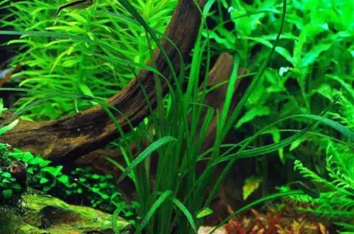 Ехінодорус метельчатий (Echinodorus paniculatus)
