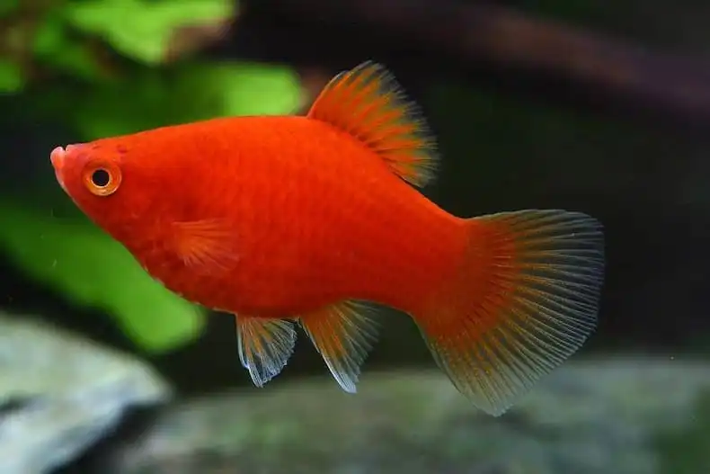 Пецилія червона (Red Platy Fish)