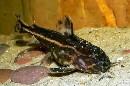Шоколадний сом, що говорить (Acanthodoras cataphractus)