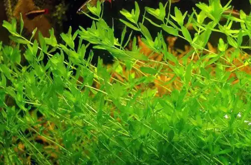 Смарагдова перлова трава (Hemianthus sp. Amano Pearl Grass)