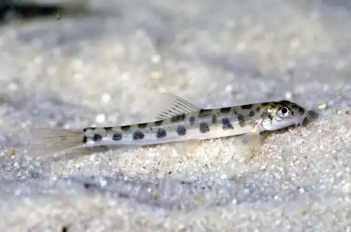 Голець звичайний (Nemacheilus corica)