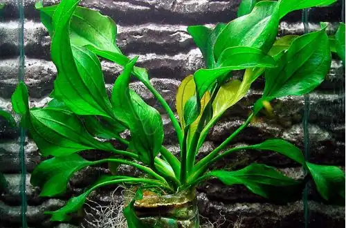 Ехінодорус Порту-Алегрі (Echinodorus portoalegrensis)
