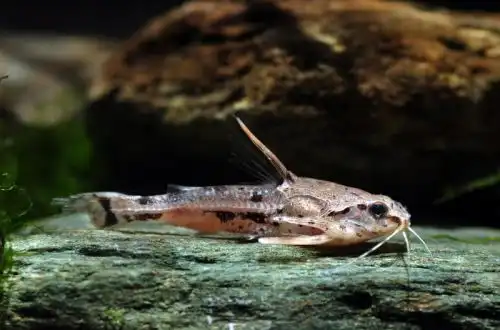 Мармуровий сом (Amblydoras nauticus)