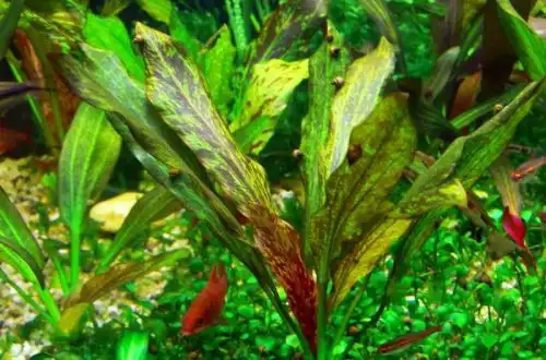 Ехінодорус Райнерс Фелікс (Echinodorus "Rainer's Kitty")