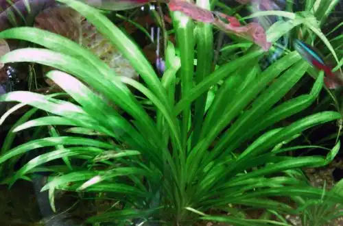 Хелантіум широколистий або Ехінодорус широколистий (Helanthium bolivianum «latifolius»)