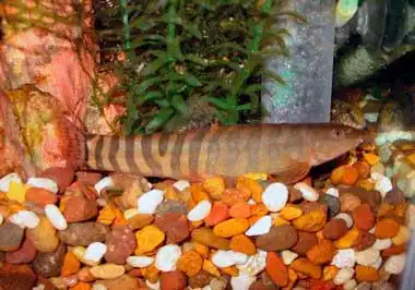 Шистура скатуригіна (Schistura scaturigina)