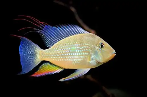 Акаріхт Геккеля або Різьбова Акара (Acarichthys heckelii)