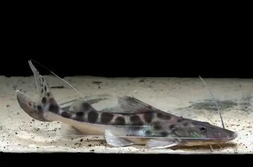 Піраїба (Brachyplatystoma filamentosum)
