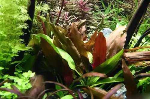 Ехінодорус "Червоний діамант" (Echinodorus "Red Diamond")