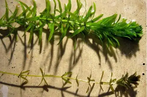 Гідрилу мутовчасту або Водний віночок (Hydrilla verticillata)