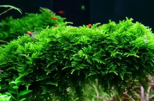 Везикулярія Дубі чи Сінгапурський мох (Vesicularia dubyana)