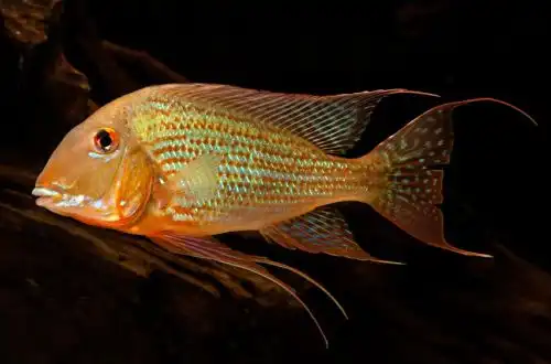 Геофагус альтифронс (Geophagus altifrons)