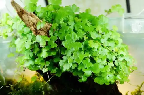 Щиталістник трилистий (Hydrocotyle cf. Tripartita)