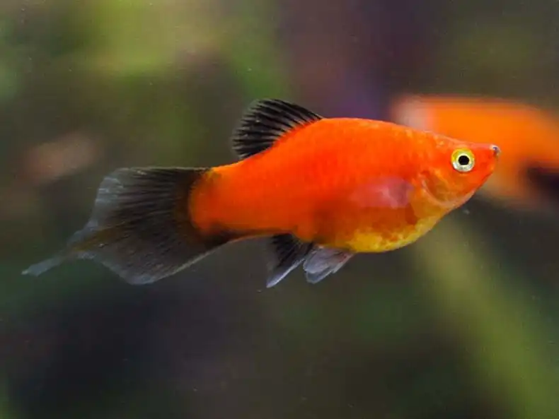 Петилія редиску (Platy Pintail)