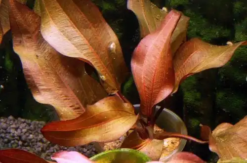 Ехінодорус Регін Хільдебрандт (Echinodorus «Regine Hildebrandt»)