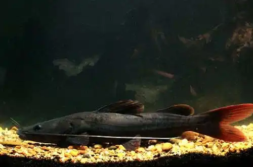 Азіатський червонохвостий сом (Hemibagrus wyckioides)