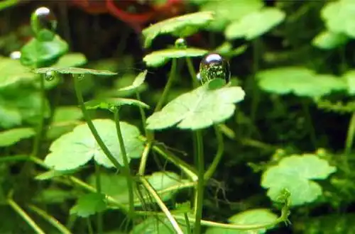 Щиталістник сибторпіоїдес (Hydrocotyle sibthorpioides)